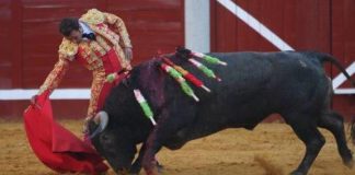 Ferrra muleteando al sexto victorino de la tarde. (FOTO:Antonio Luque/Burladero.com)